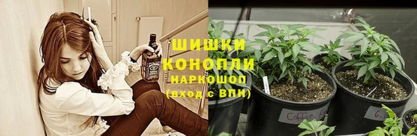 прущие грибы Михайлов